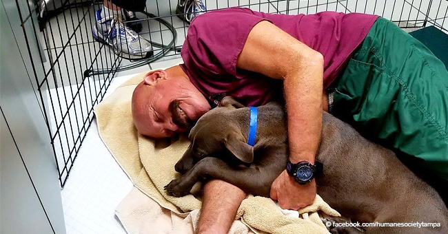 El trabajo perfecto: refugio busca gente que se ofrezca para abrazar perritos abandonados
