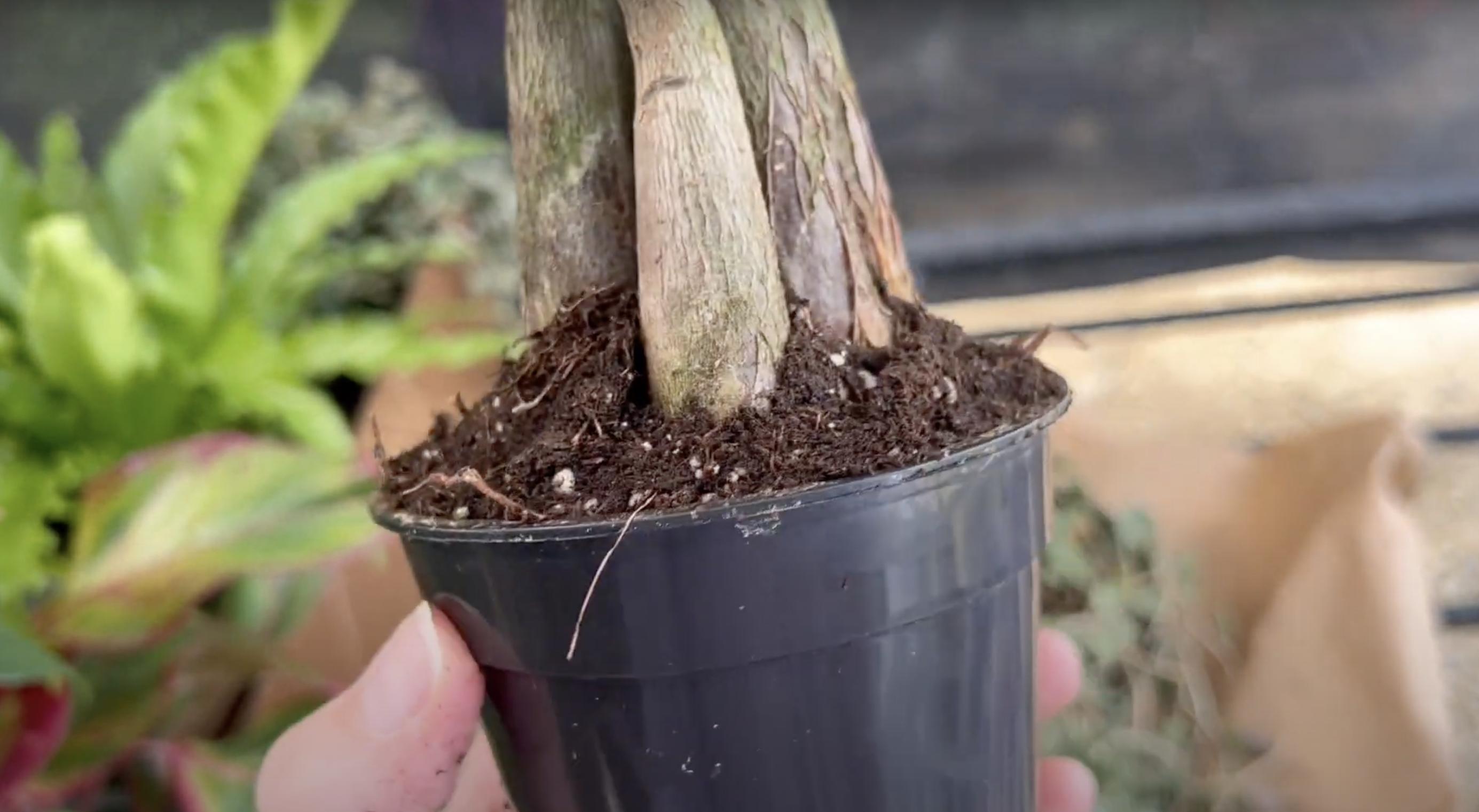 Un árbol del dinero en una maceta. | Fuente: YouTube/Renata's Garden