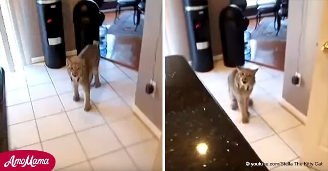 Mujer ve un gato en casa pero rápidamente se hace evidente que es un animal peligroso y salvaje