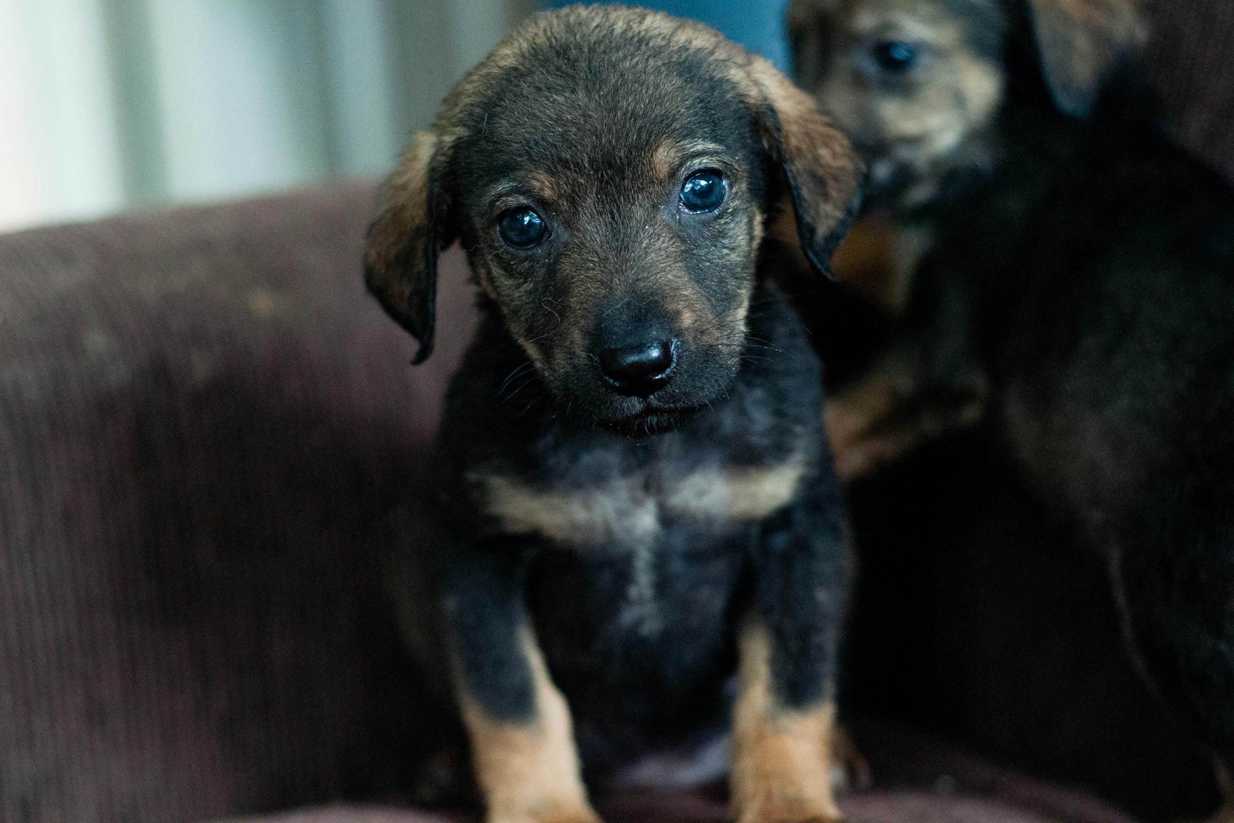 Un lindo cachorro | Fuente: Pexels