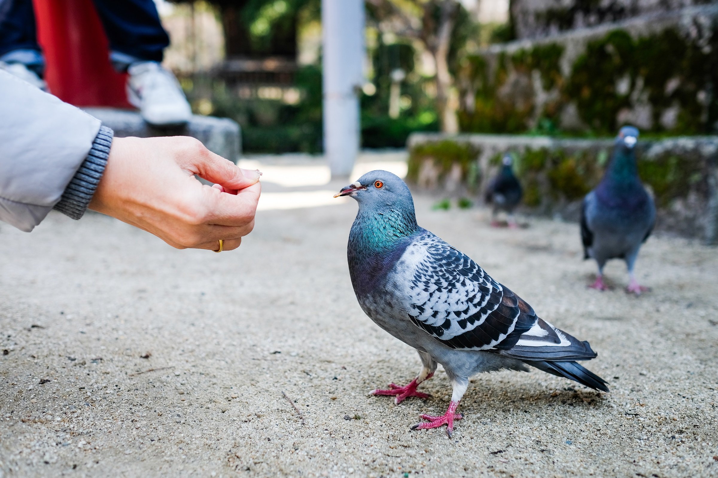 Persona alimenta a paloma || Fuente: Shutterstock