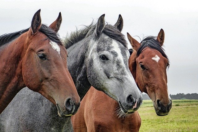 Tres caballos fotografiados en un campo. | Foto: Pixabay