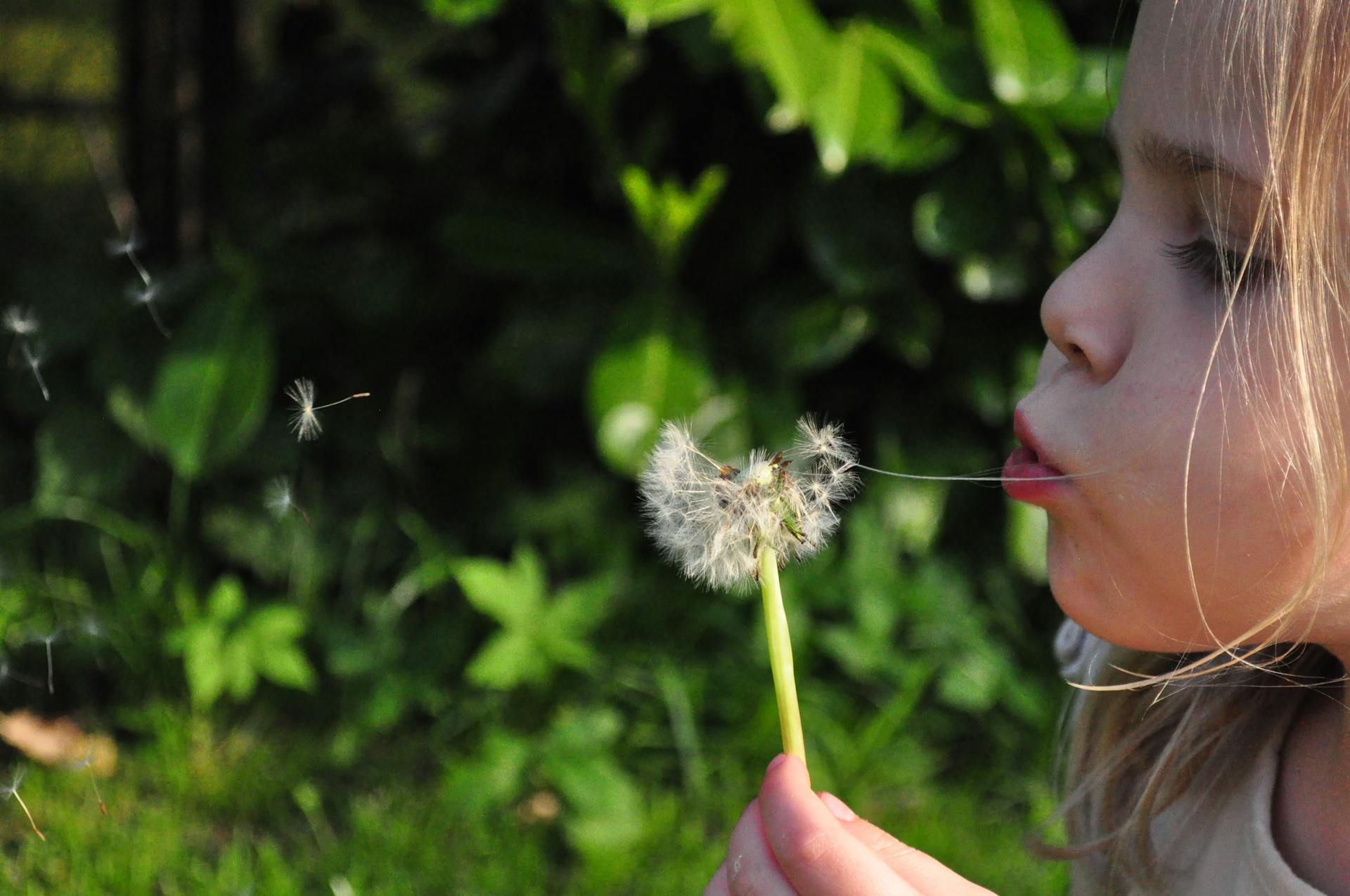 Una niña soplando una flor | Fuente: Pexels