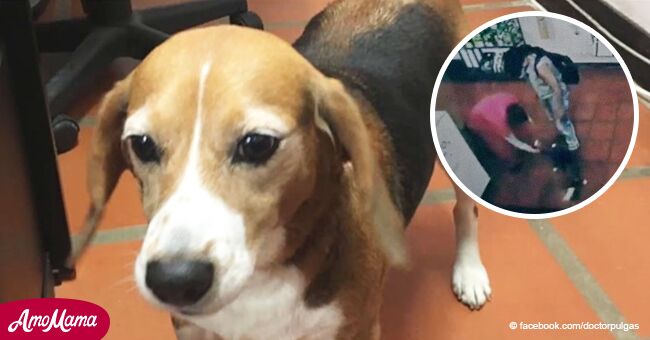 Veterinario hace pedido desesperado para perrita que dejó de comer y jugar desde que la abandonaron