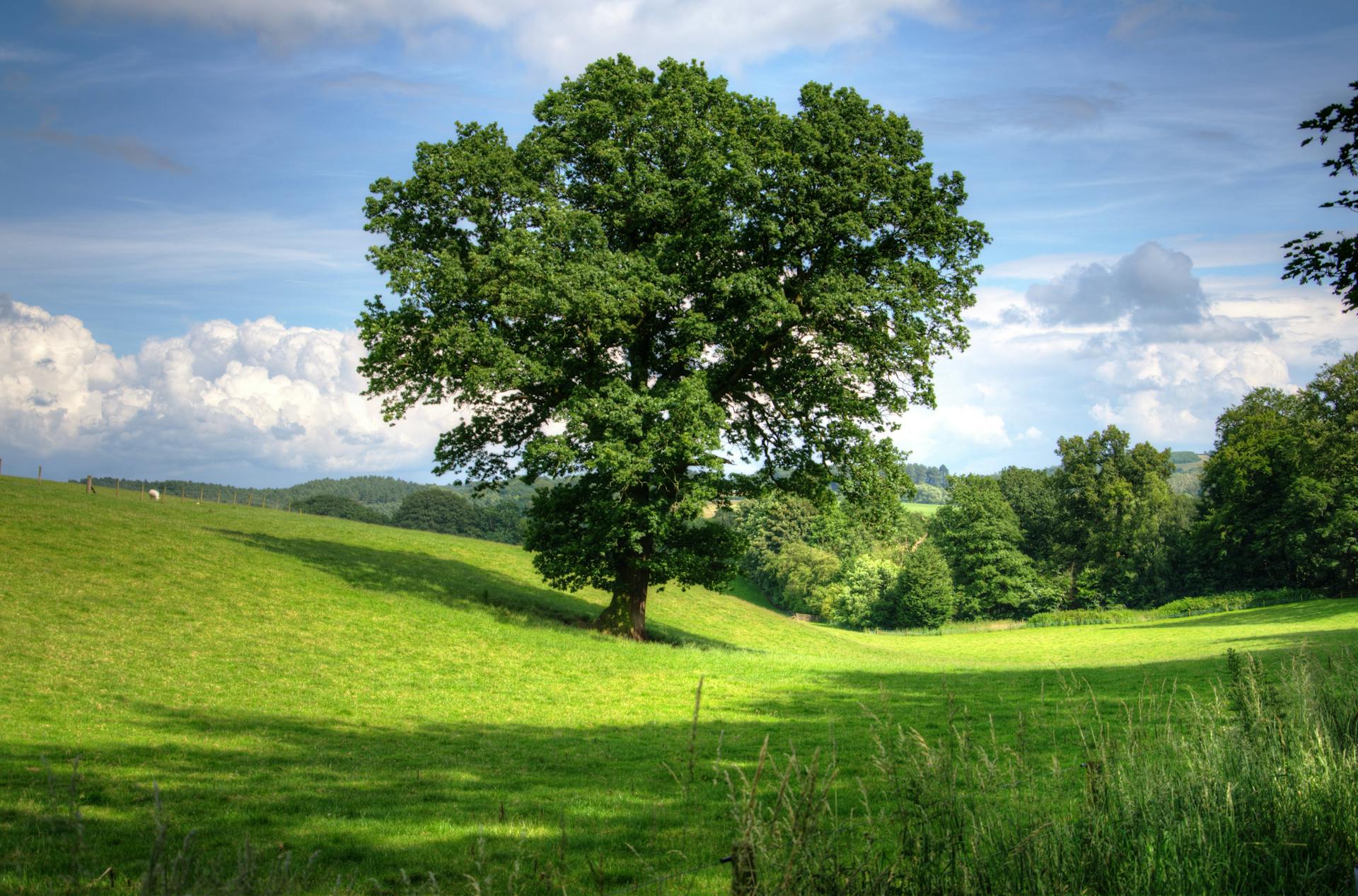 Un árbol en una ladera | Fuente: Pexels