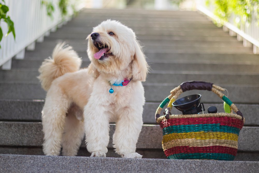 Perro con pelaje blanco parado sobre unos escalones, junto a una cesta. | Foto: Shutterstock