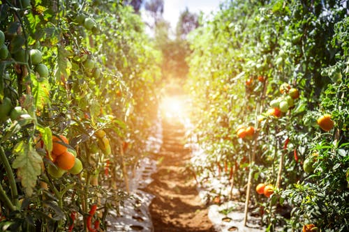 Granja de tomates. Fuente: Pexels