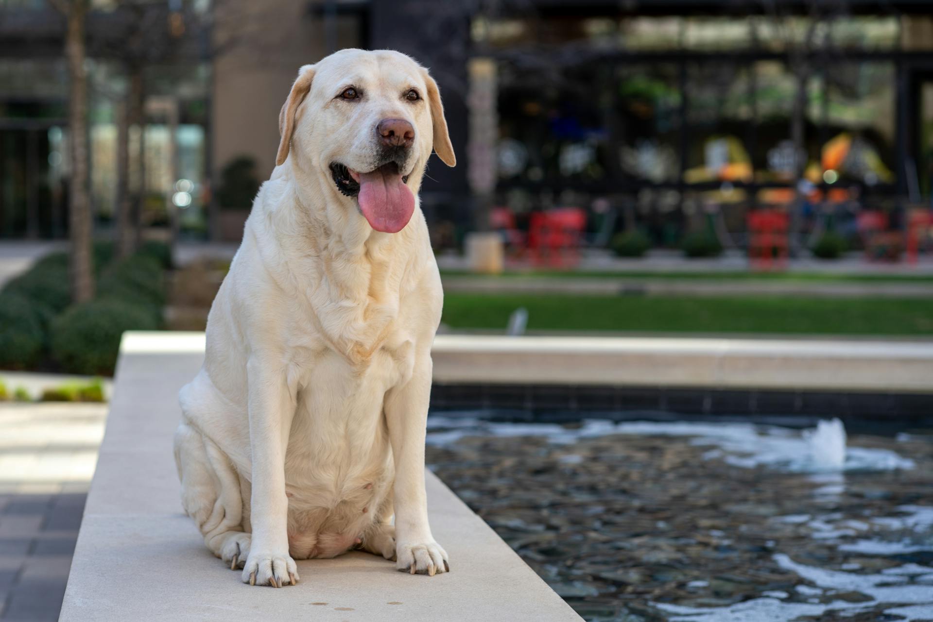 Un perro sentado cerca del agua | Fuente: Pexels