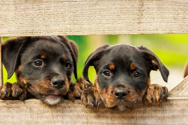 Dos cachorros miran a través de una valla. |  Foto: Pixabay