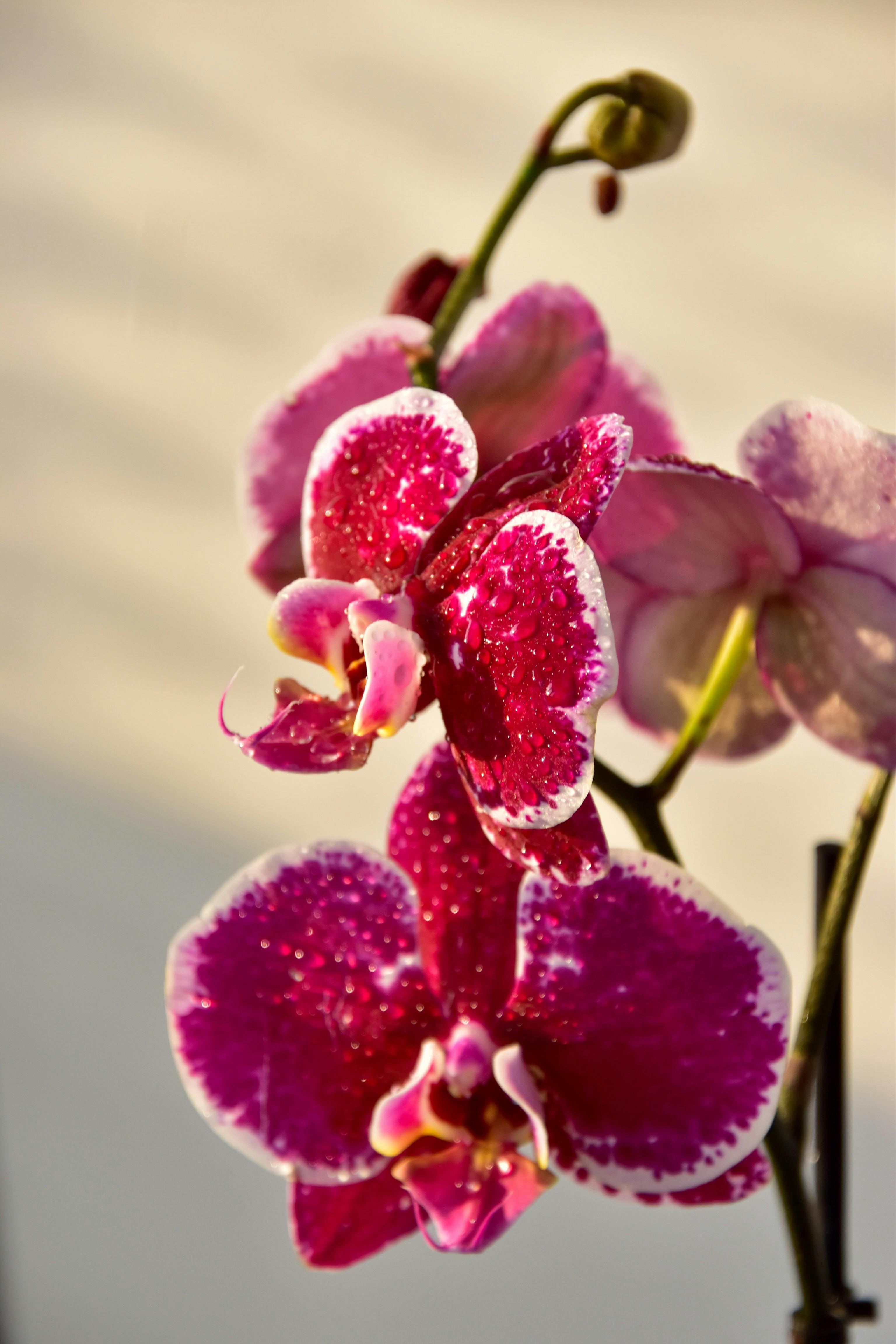 Orquídeas polilla púrpura | Fuente: Pexels