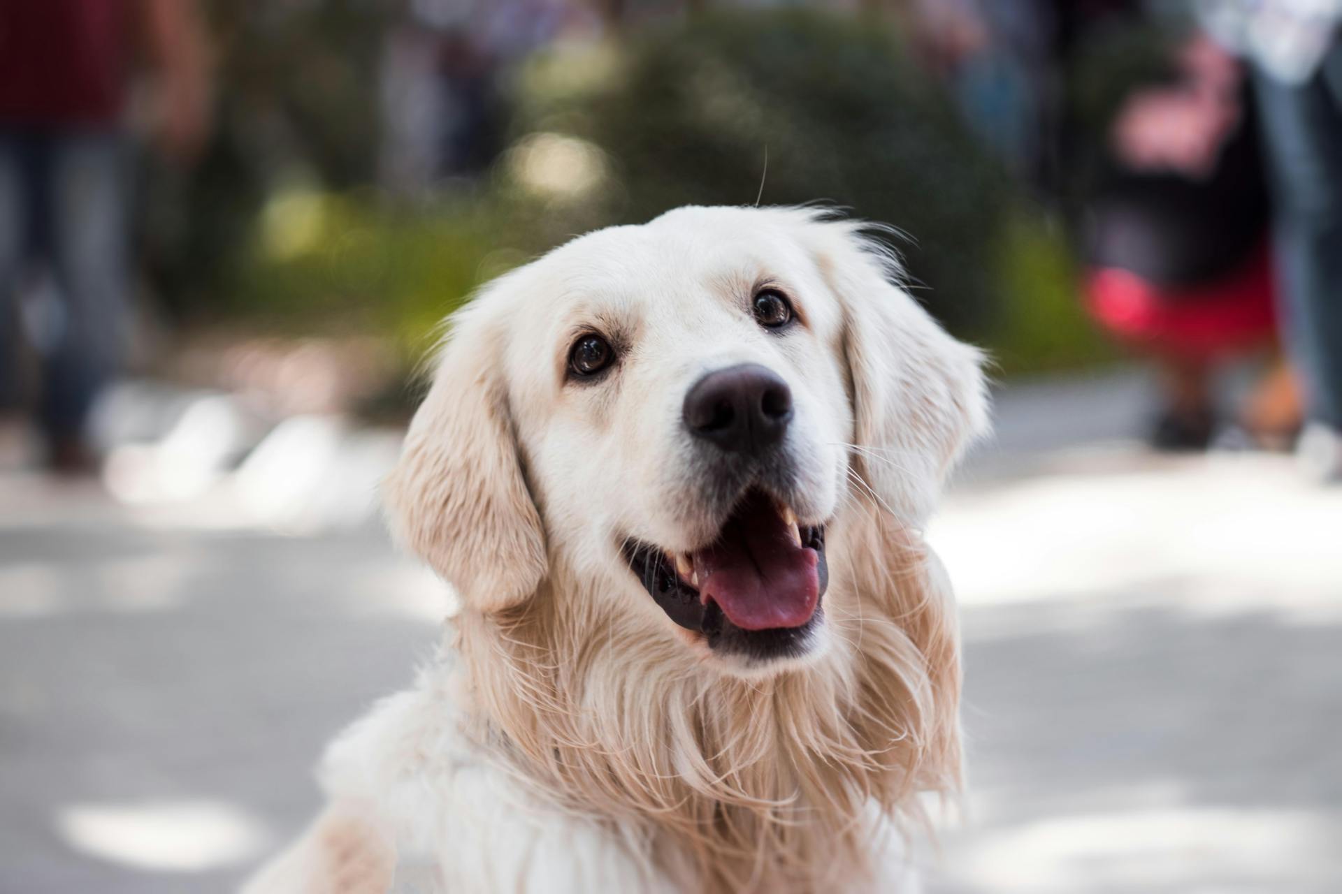 Un golden retriever | Fuente: Pexels