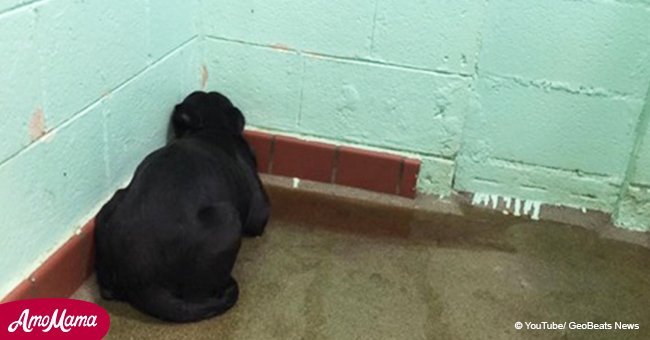 Perro abandonado no se apartaba de la pared. Un fuerte temor se apoderó del pobre animal