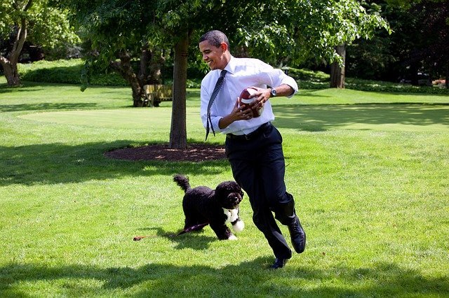 Bo es el perro de Obama. | Foto: Pixabay