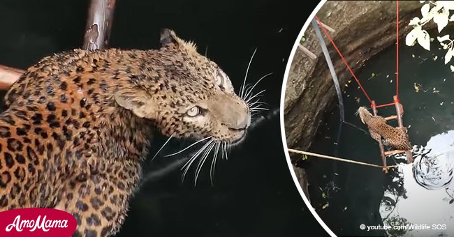 Angustiante video de un leopardo ahogado que fue salvado de un pozo profundo
