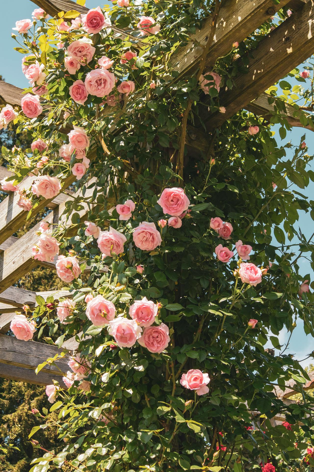 Un rosal rosa en flor sobre un enrejado de jardín | Fuente: Pexels