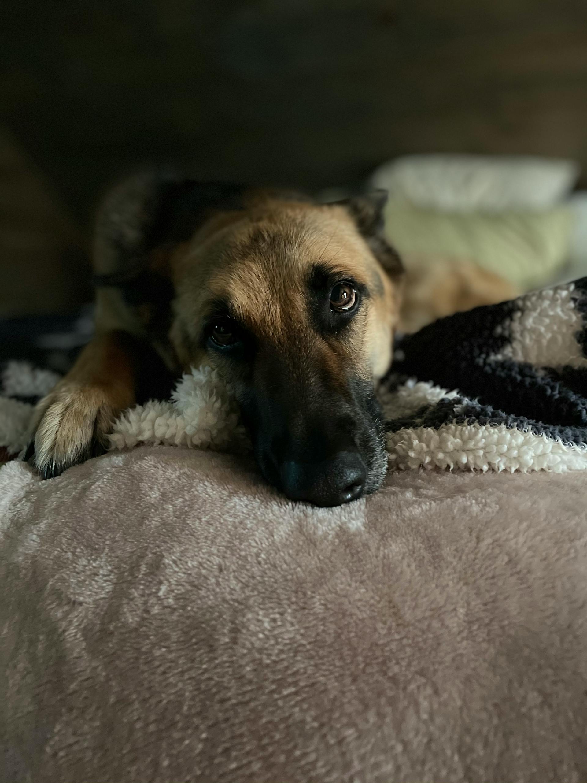 Un perro tumbado en una cama | Fuente: Pexels