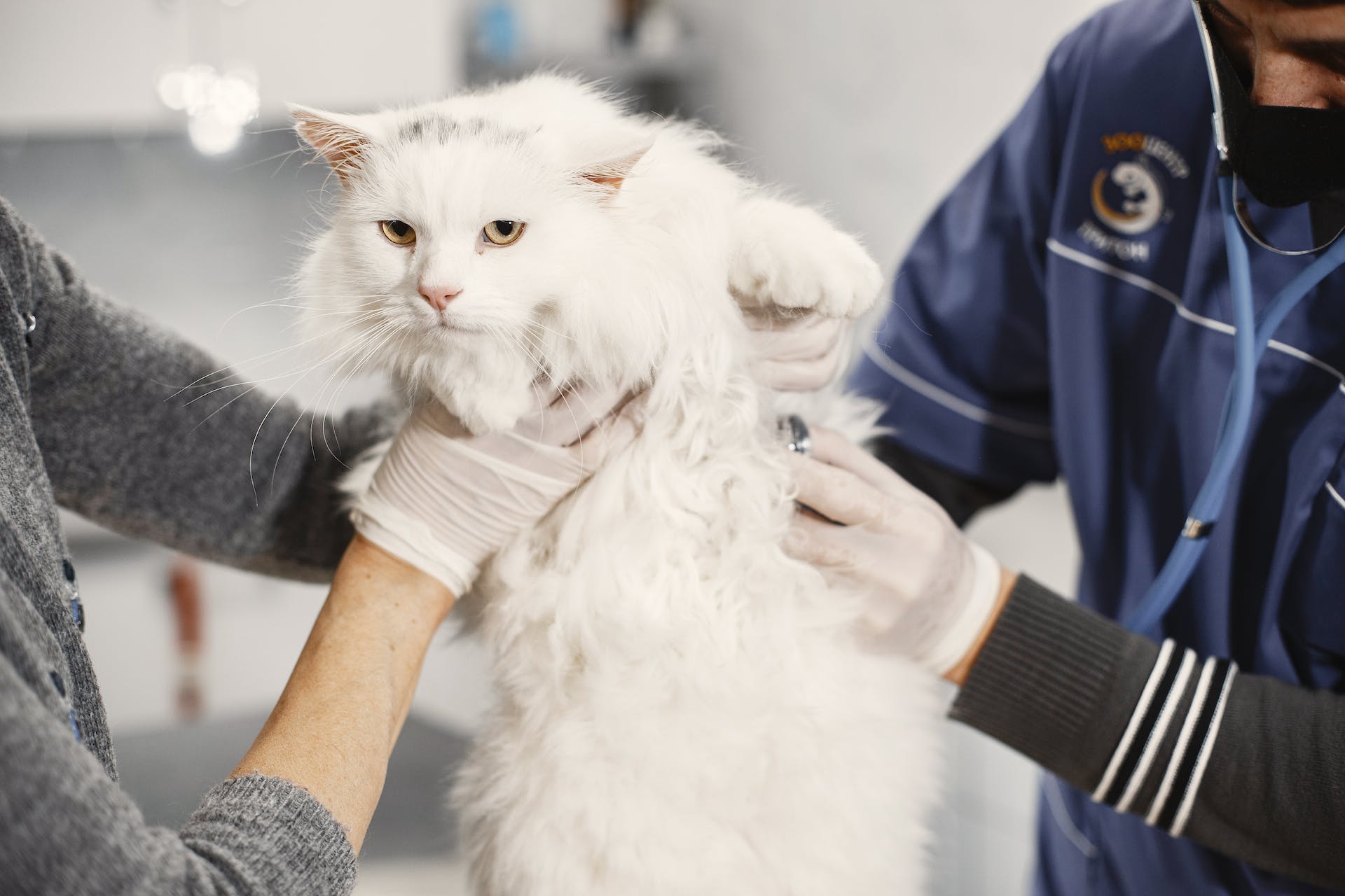 Un gato en una clínica veterinaria | Fuente: Pexels