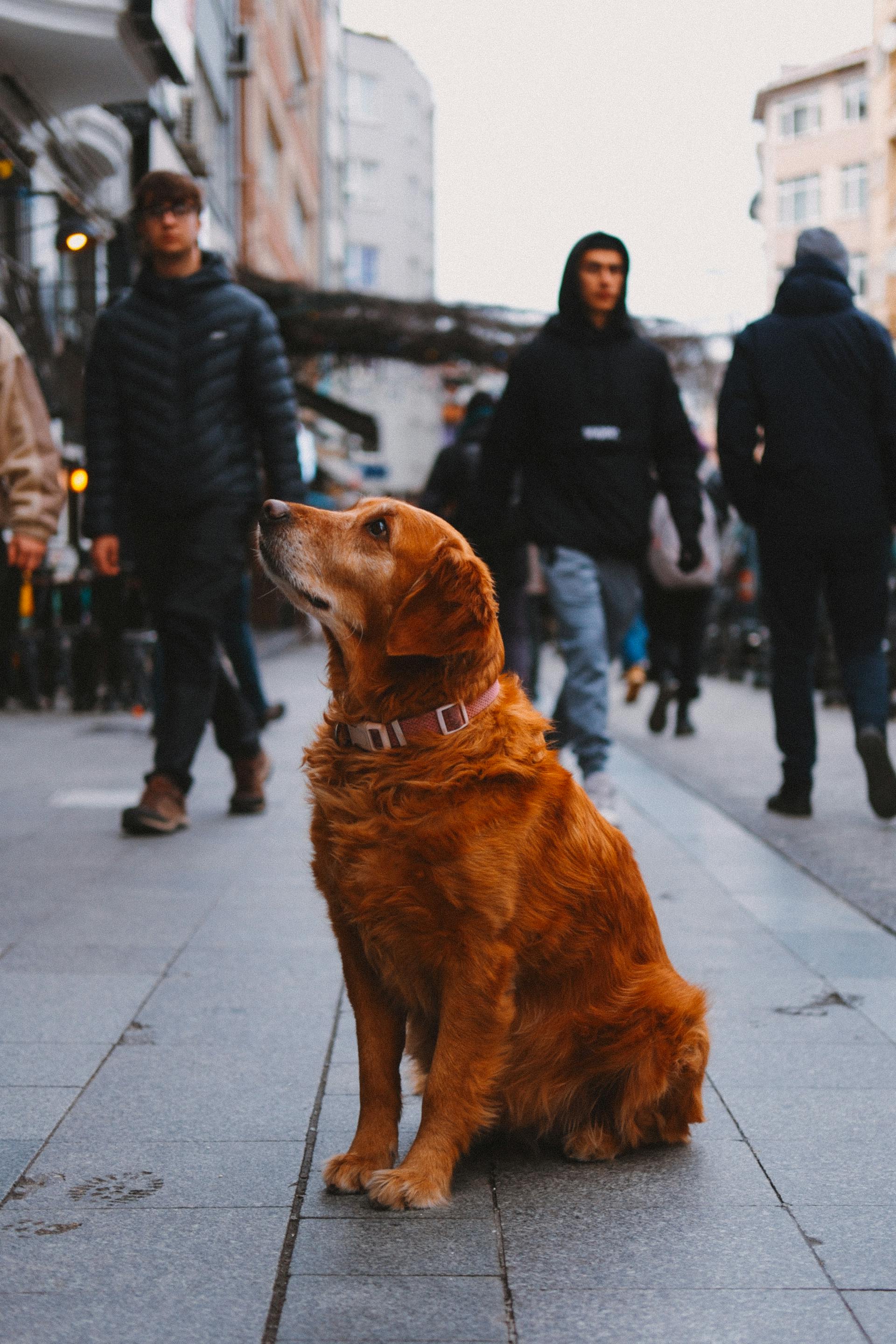 Un perro sentado en una acera | Fuente: Pexels