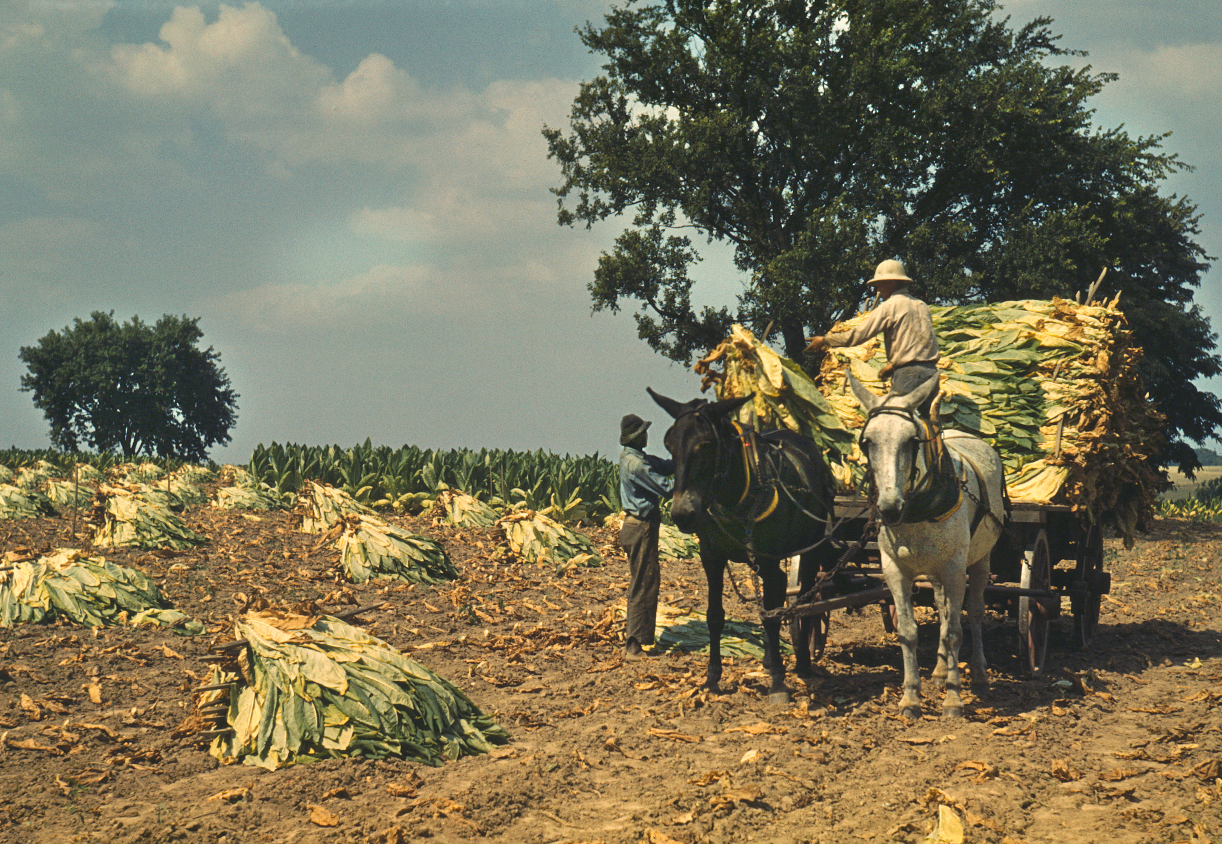 Dos trabajadores en la granja Russell Spears, cerca de Lexington, Kentucky, en septiembre de 1940 | Foto: Getty Images