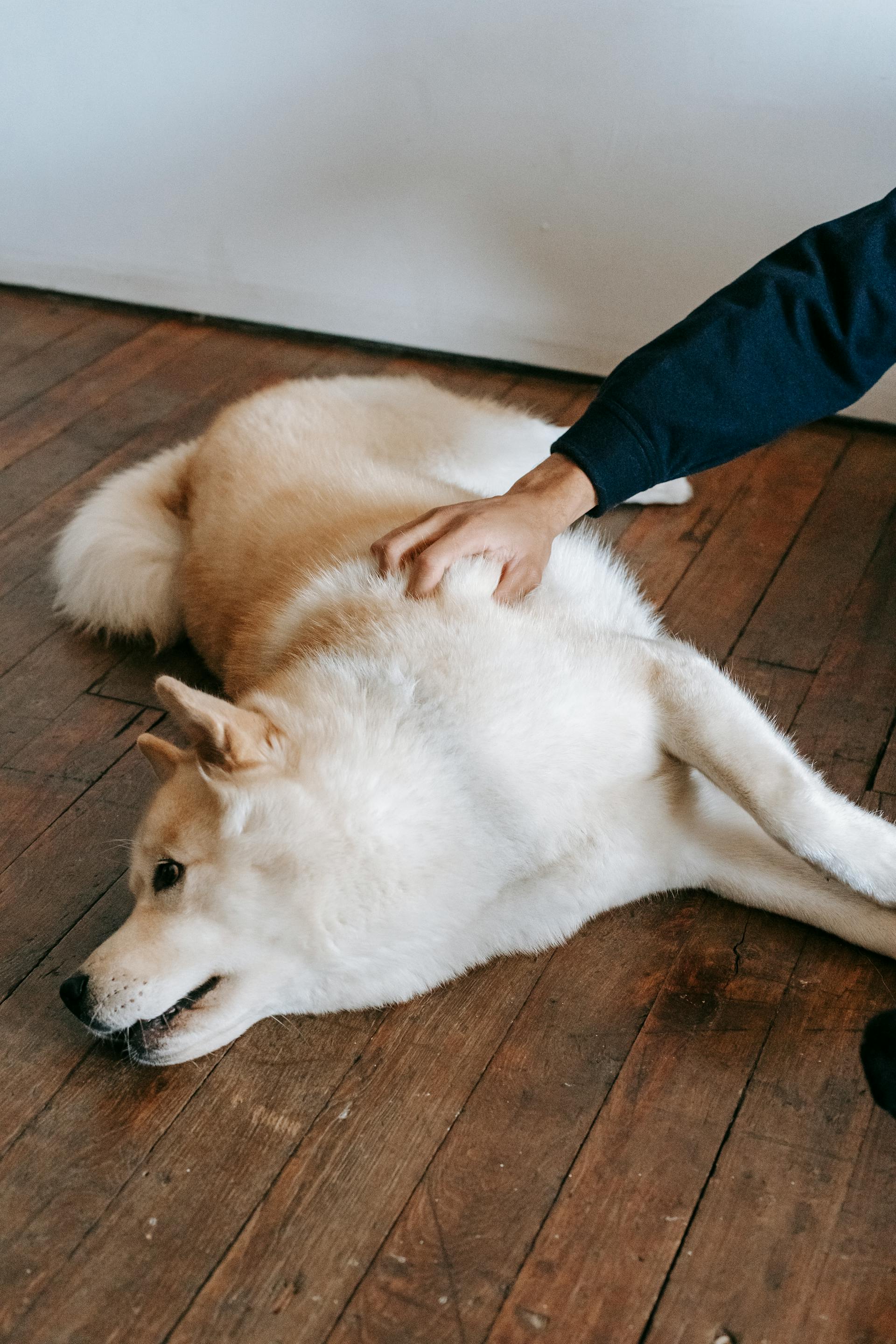 Un hombre acaricia a un perro mientras está tumbado en el suelo | Fuente: Pexels