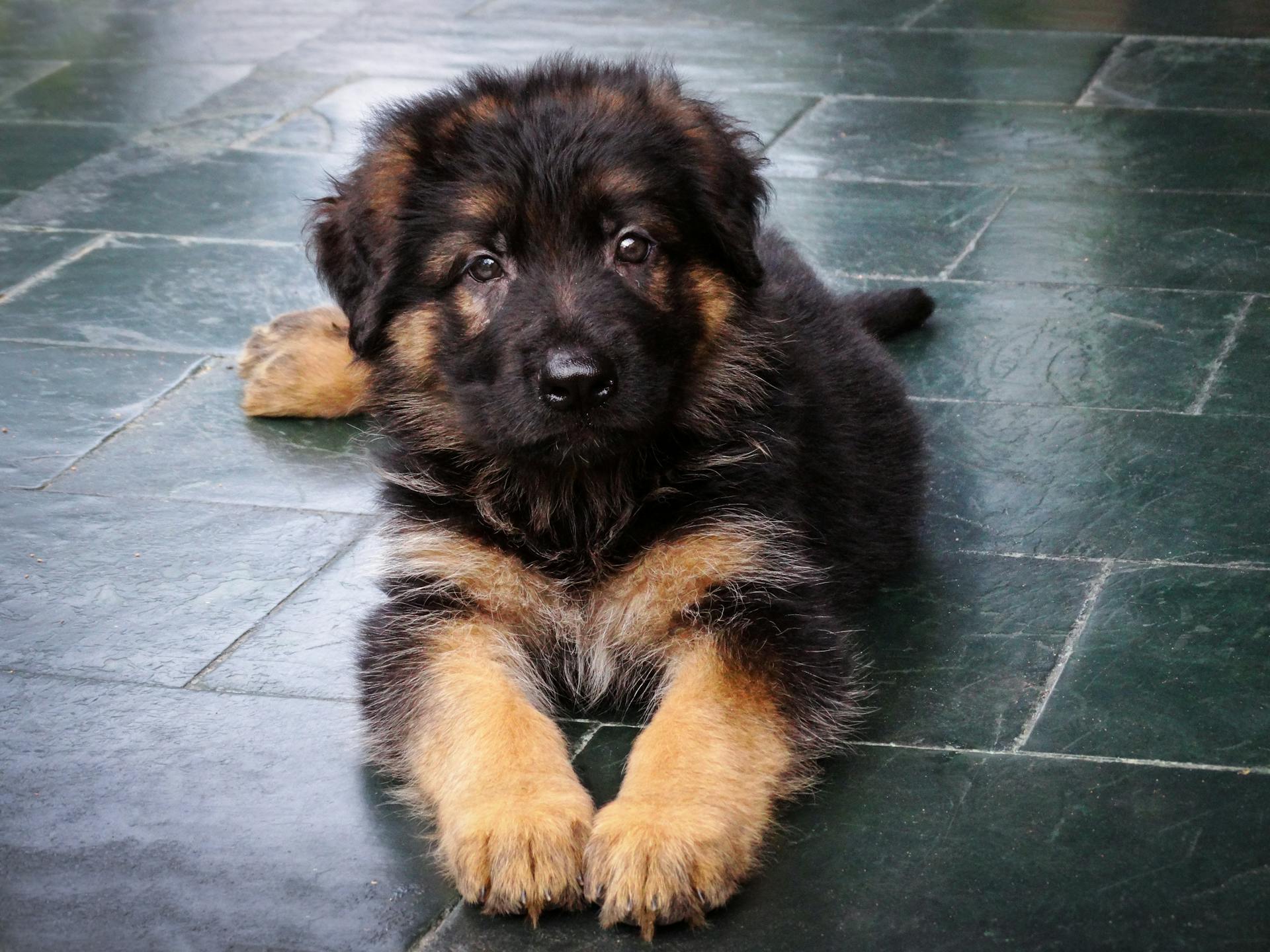 Un cachorro sentado en el suelo | Fuente: Pexels