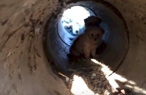 Imagen tomada de:  YouTube.com / Dog Rescue Shelter Mladenovac