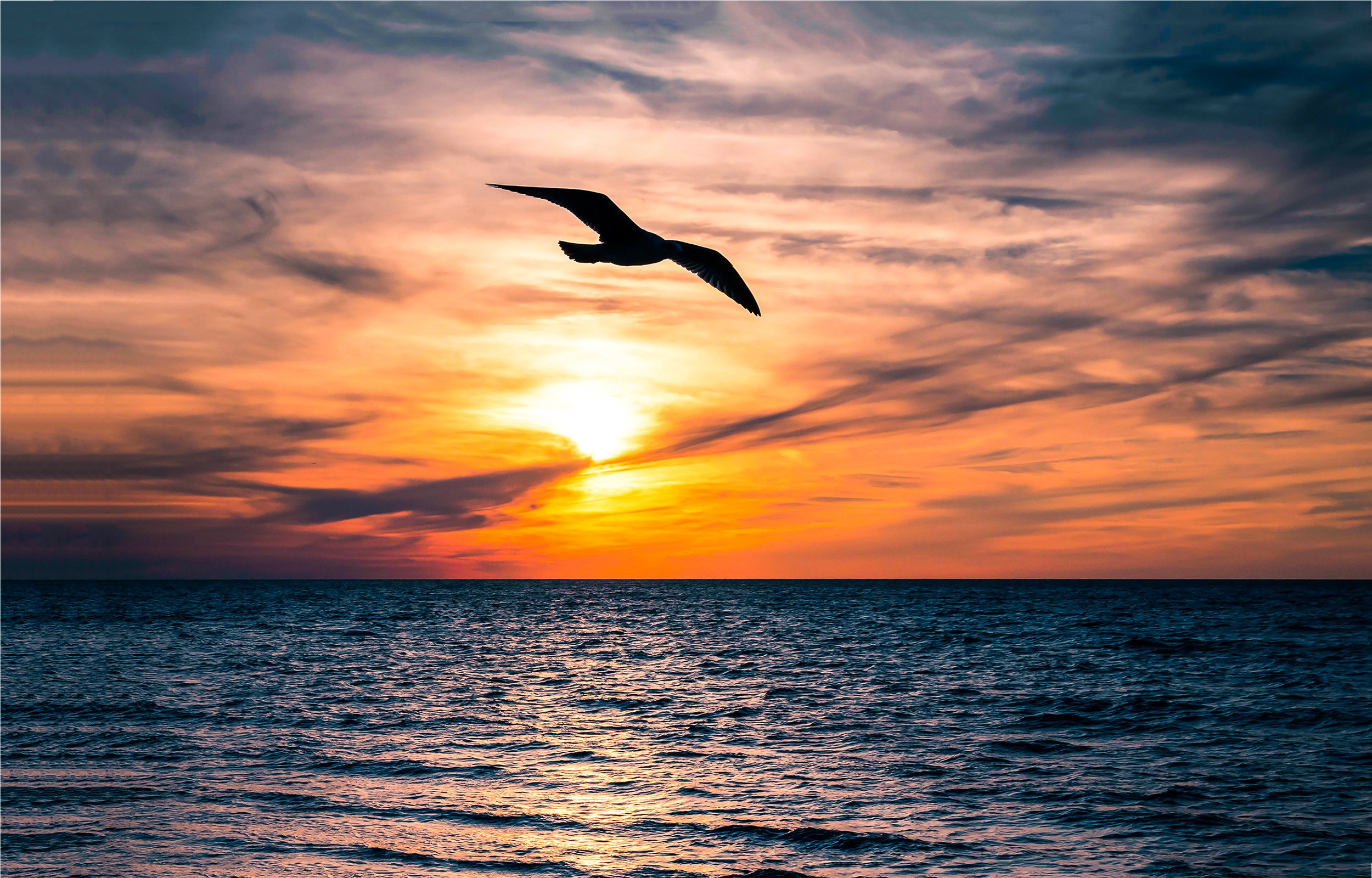 Silueta de gaviota en pleno vuelo. | Foto: Shutterstock
