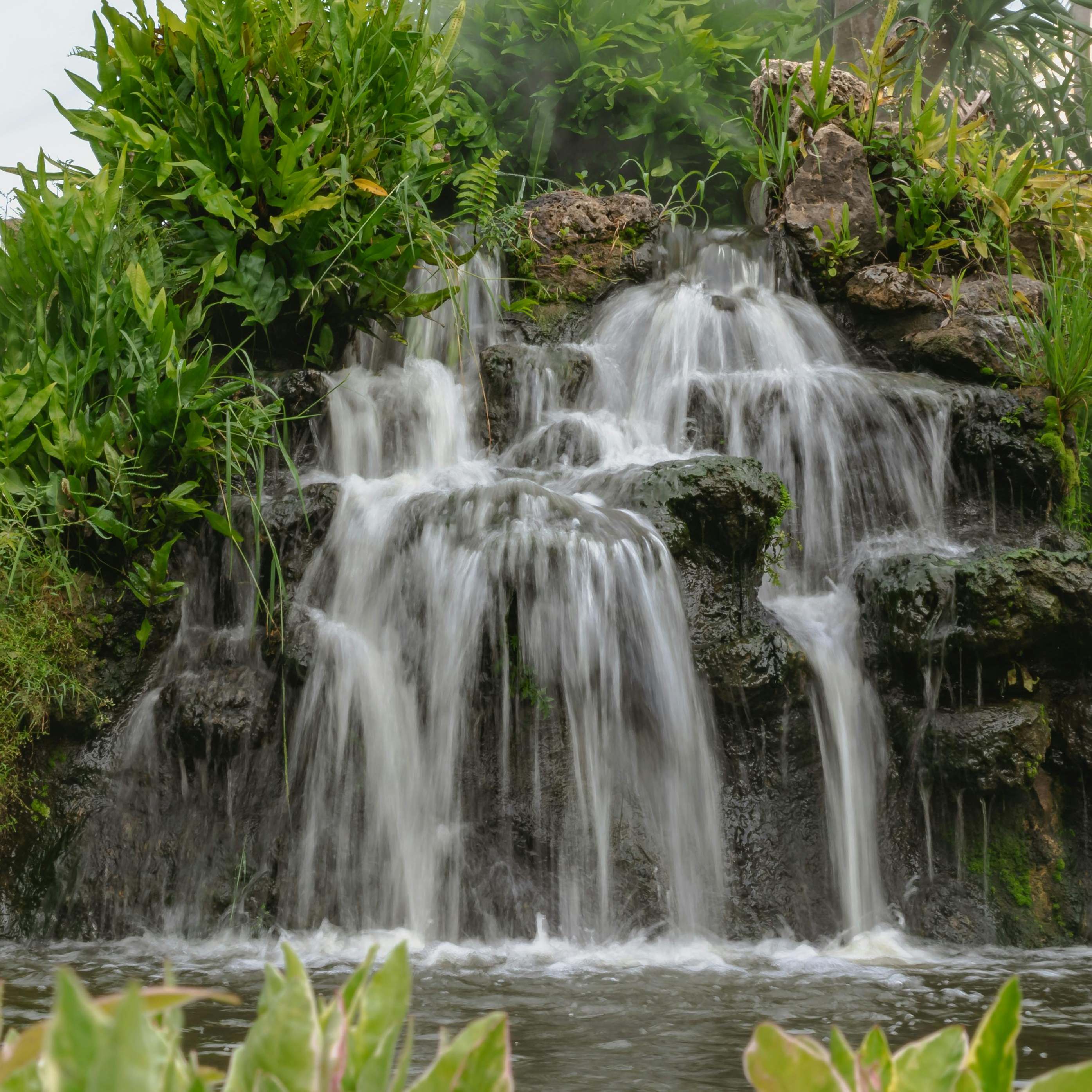 Un jardín exuberante y primordial | Fuente: Pexels