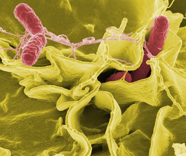Bacteria de salmonella. Fuente: Pixabay