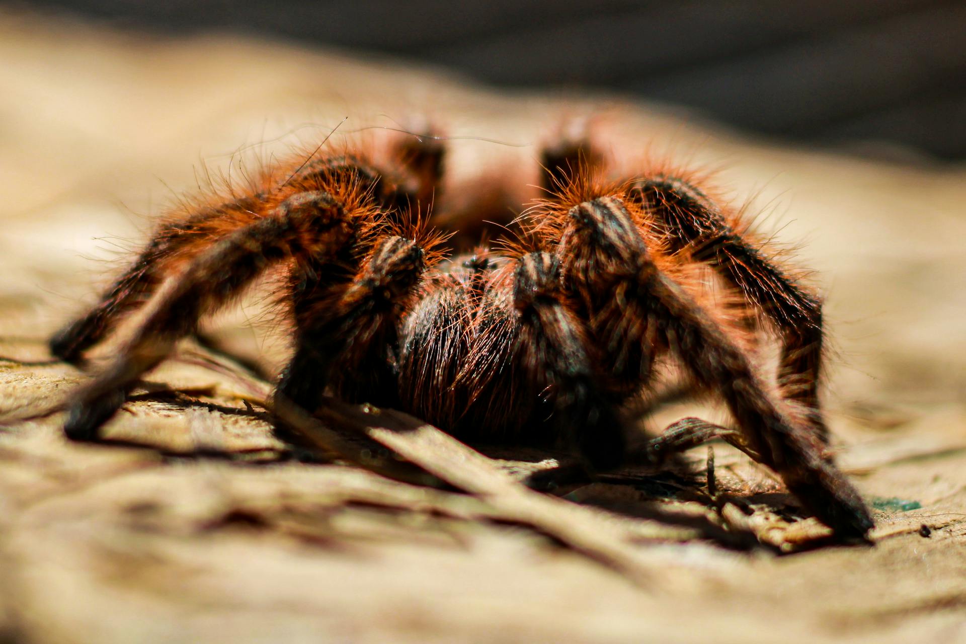 Una tarántula | Fuente: Pexels
