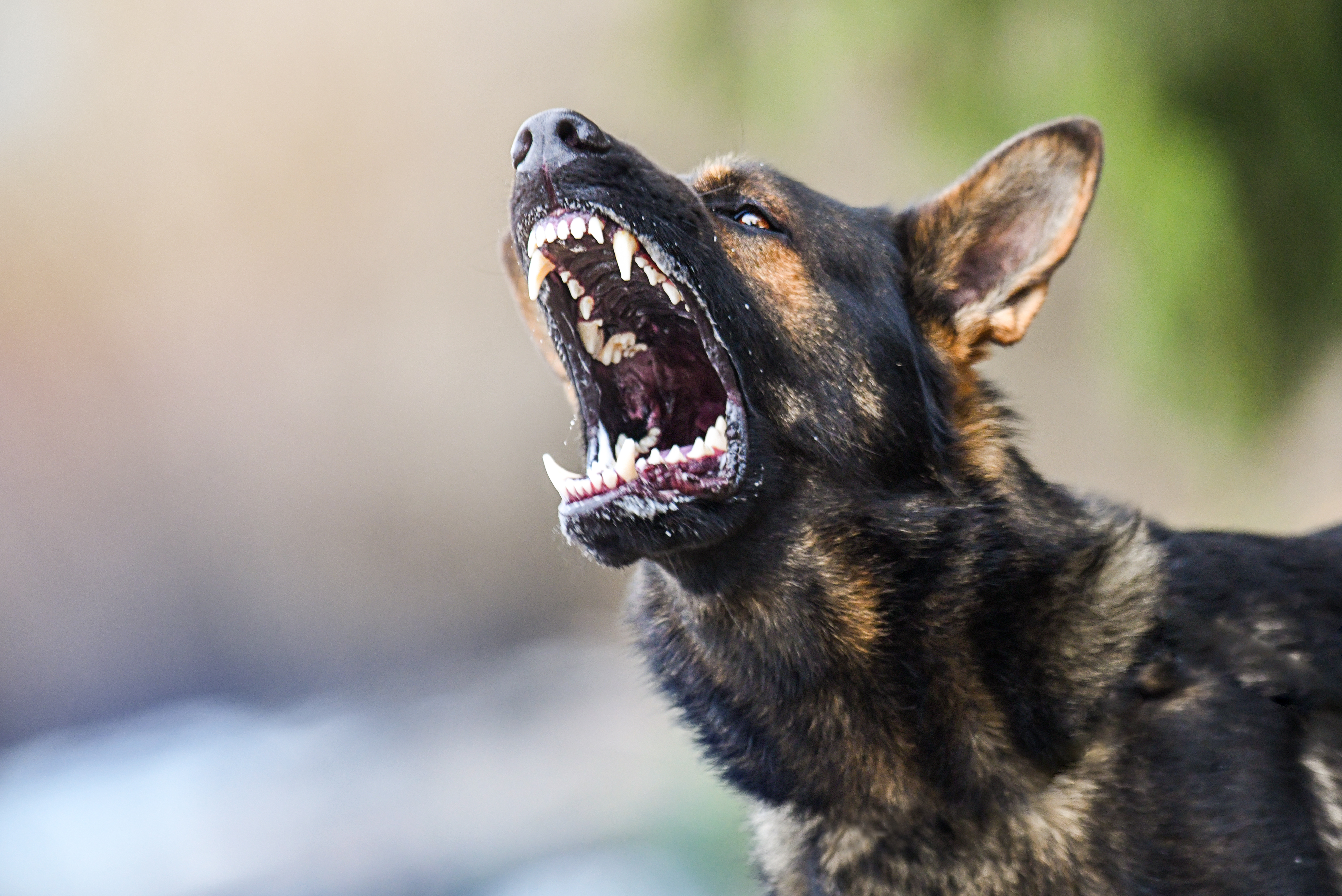 Perro enfadado | Fuente: Shutterstock