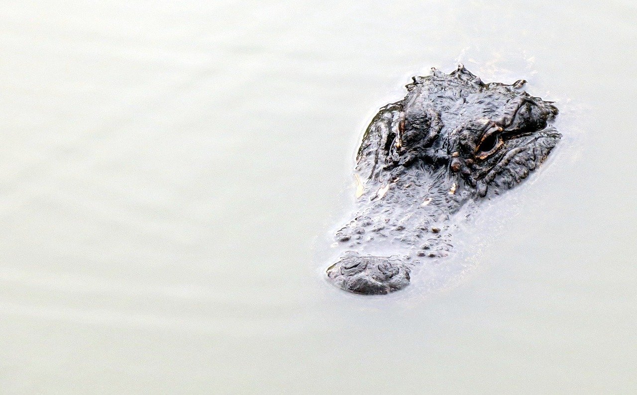 Un caimán asoma la cabeza sobre el agua. | Foto: Pixabay