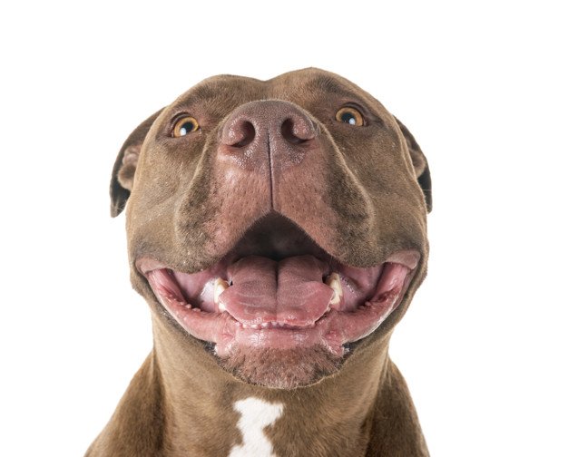 Pitbull con expresión de alegría. │Foto: Freepik