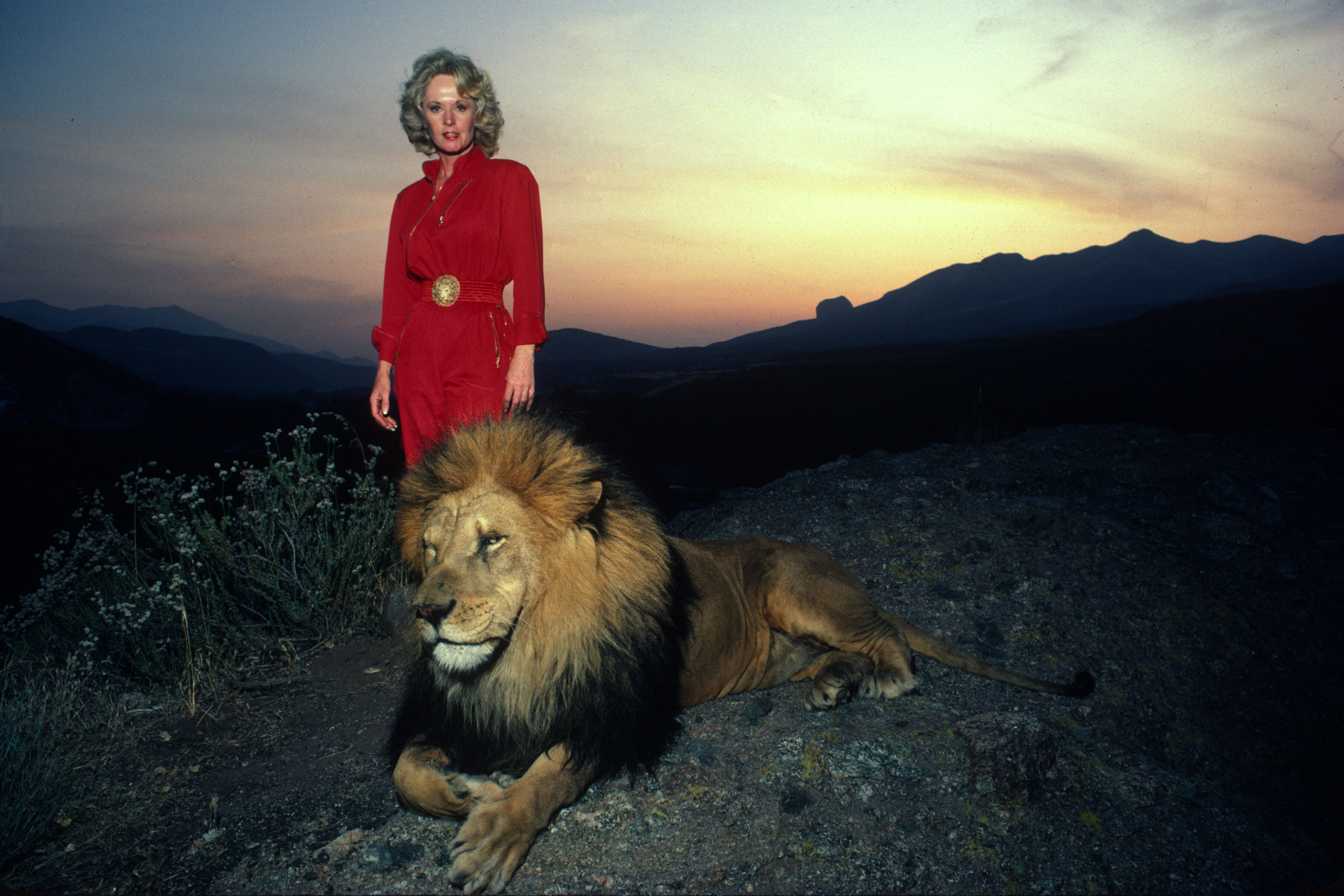 Tippi Hedren con un león macho adulto en una colina que domina la ladera de su reserva Saugus Animal en Saugus, California, el 16 de noviembre de 1983. | Fuente: Getty Images