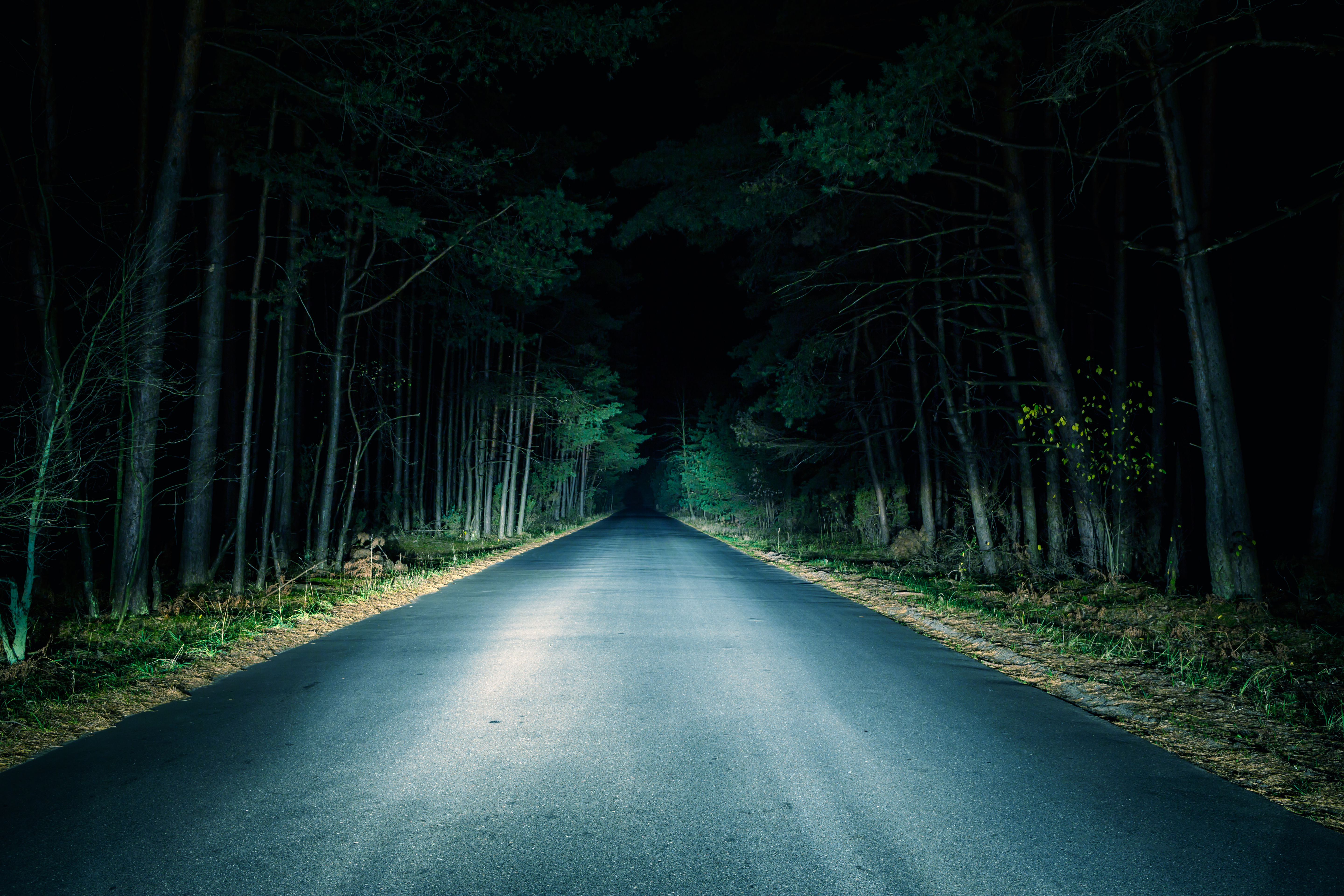 Carretera nocturna en un bosque oscuro | Fuente: Shutterstock