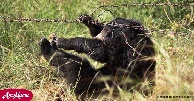 Dramático rescate de oso atrapado en trampa de cazadores queda grabado en video
