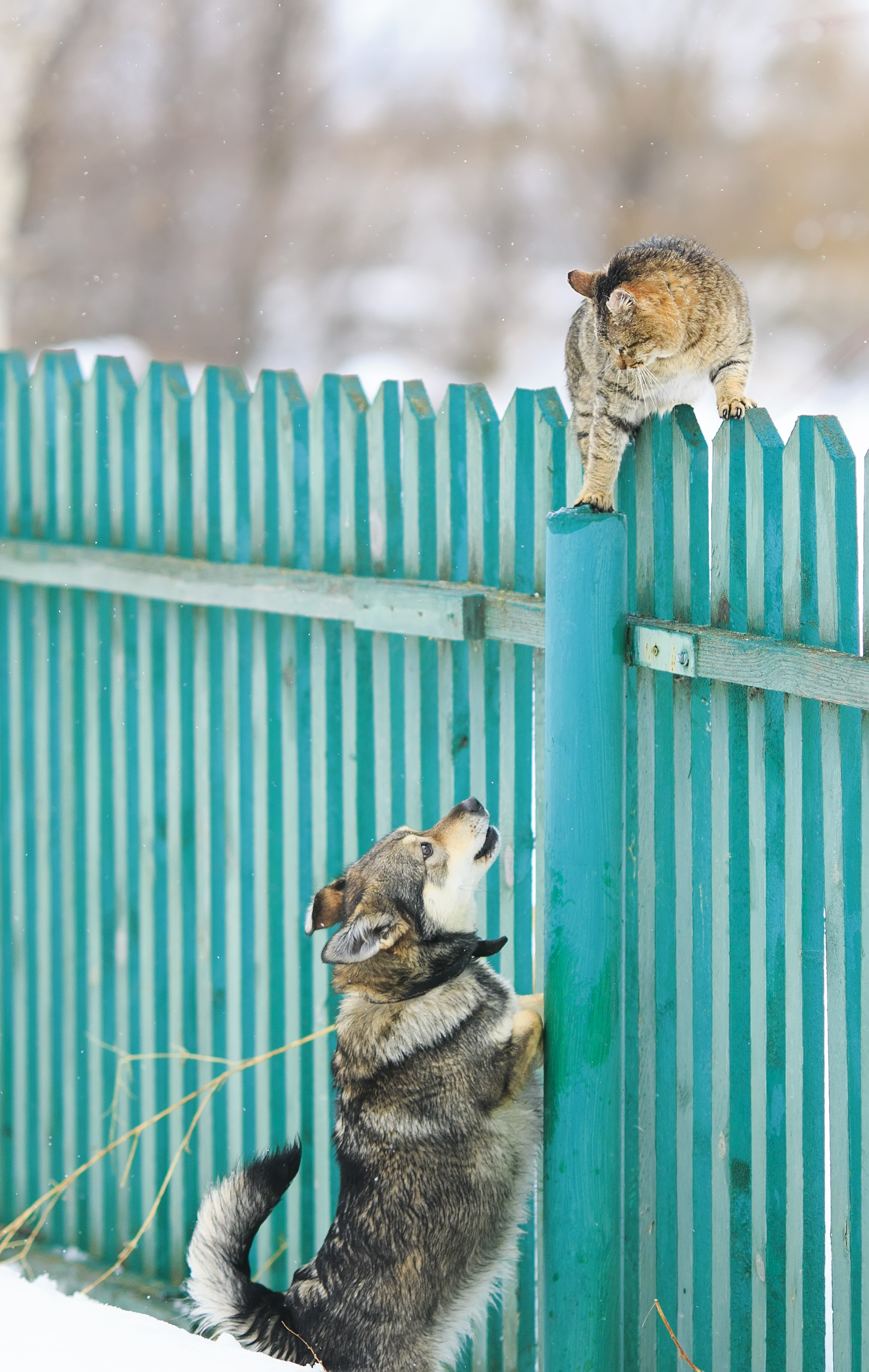 Un perro persiguió a un gato hasta una alta valla de madera de pueblo. | Foto: Shutterstock
