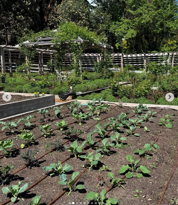 Una vista desde arriba muestra hileras de plantas creciendo con fuerza en el suelo fértil y oscuro de los huertos de Arcady, regadas por finas mangueras de goteo. Enmarcada por pérgolas de madera y vegetación madura, esta parcela en expansión destaca el viaje de Pamela para transformar los terrenos de su infancia, que antes estaban cubiertos de maleza, en un generoso refugio de 15 000 pies cuadrados. Compartió la imagen con este pie de foto: "Pienso en la vida como un jardín… Puedes volver a plantar, empezar de nuevo y hacerla tuya. 🤍 Con cariño, P". | Fuente: Instagram/pamelaanderson