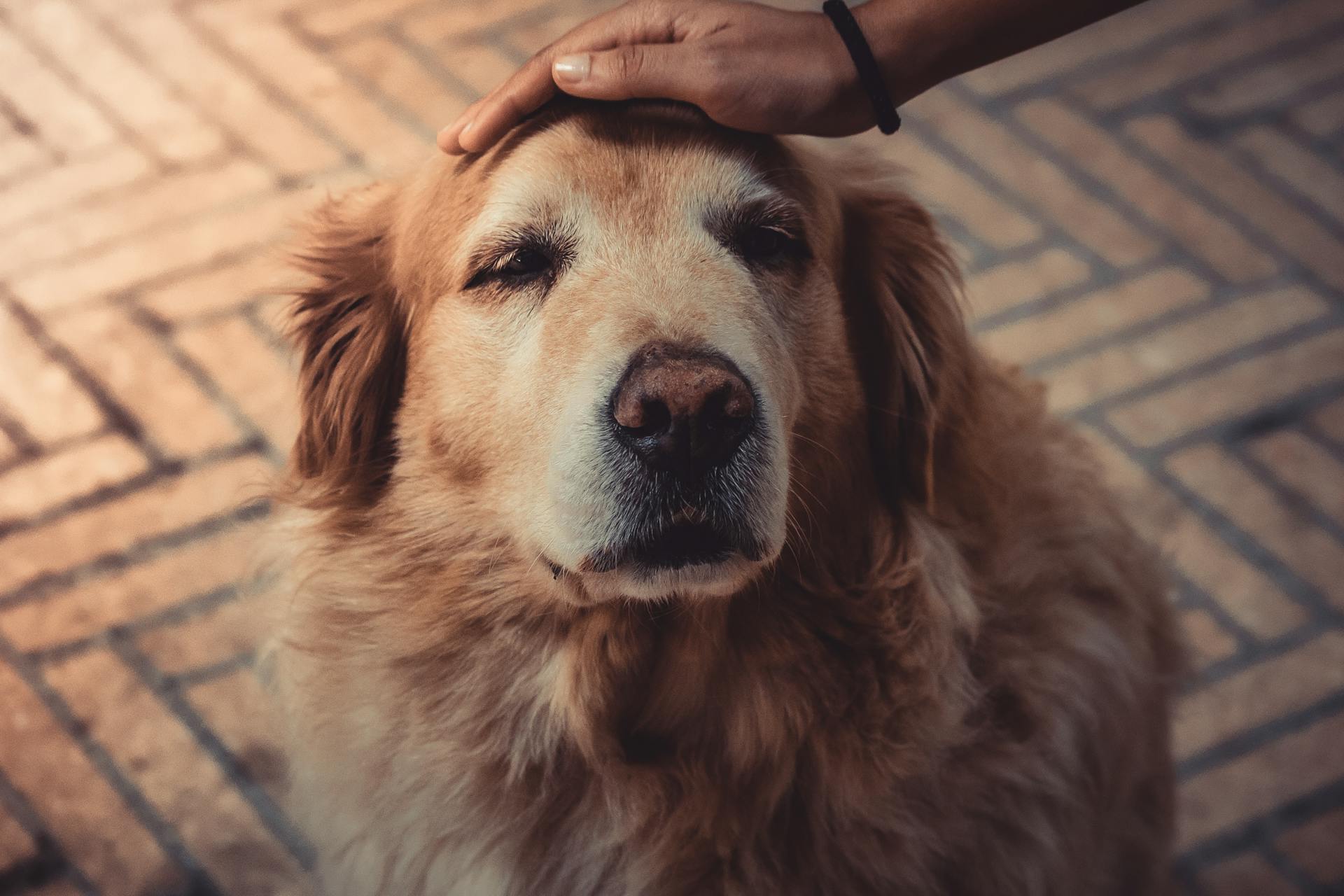 Un perro | Fuente: Pexels