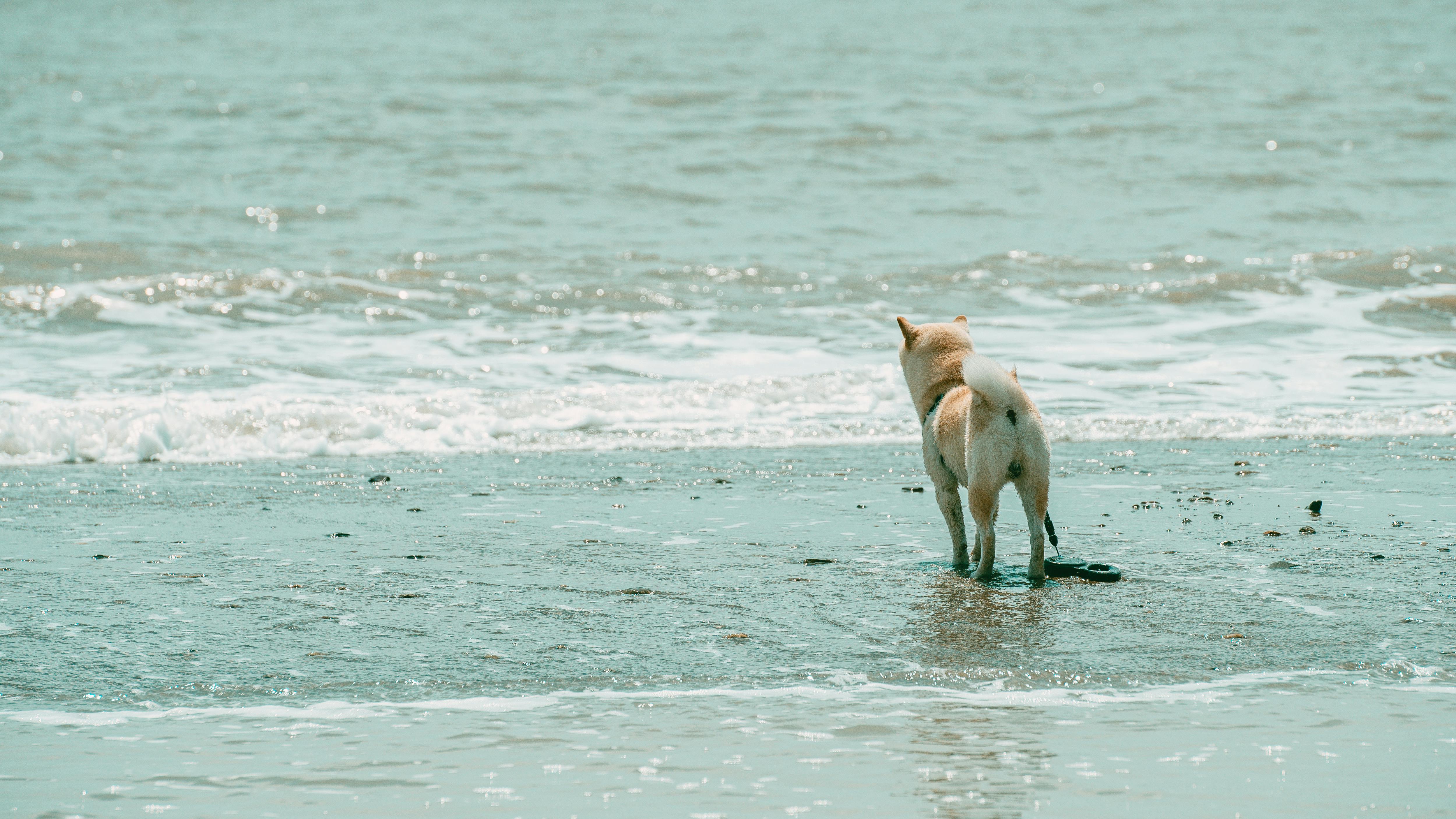Un cane in spiaggia | Fonte: Pexels