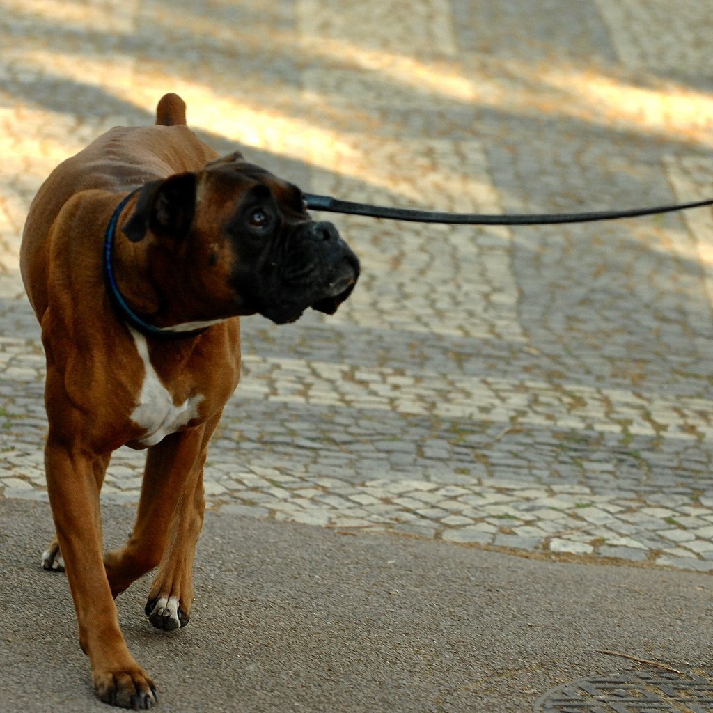 Perro paseando con correa. | Imagen: Flickr