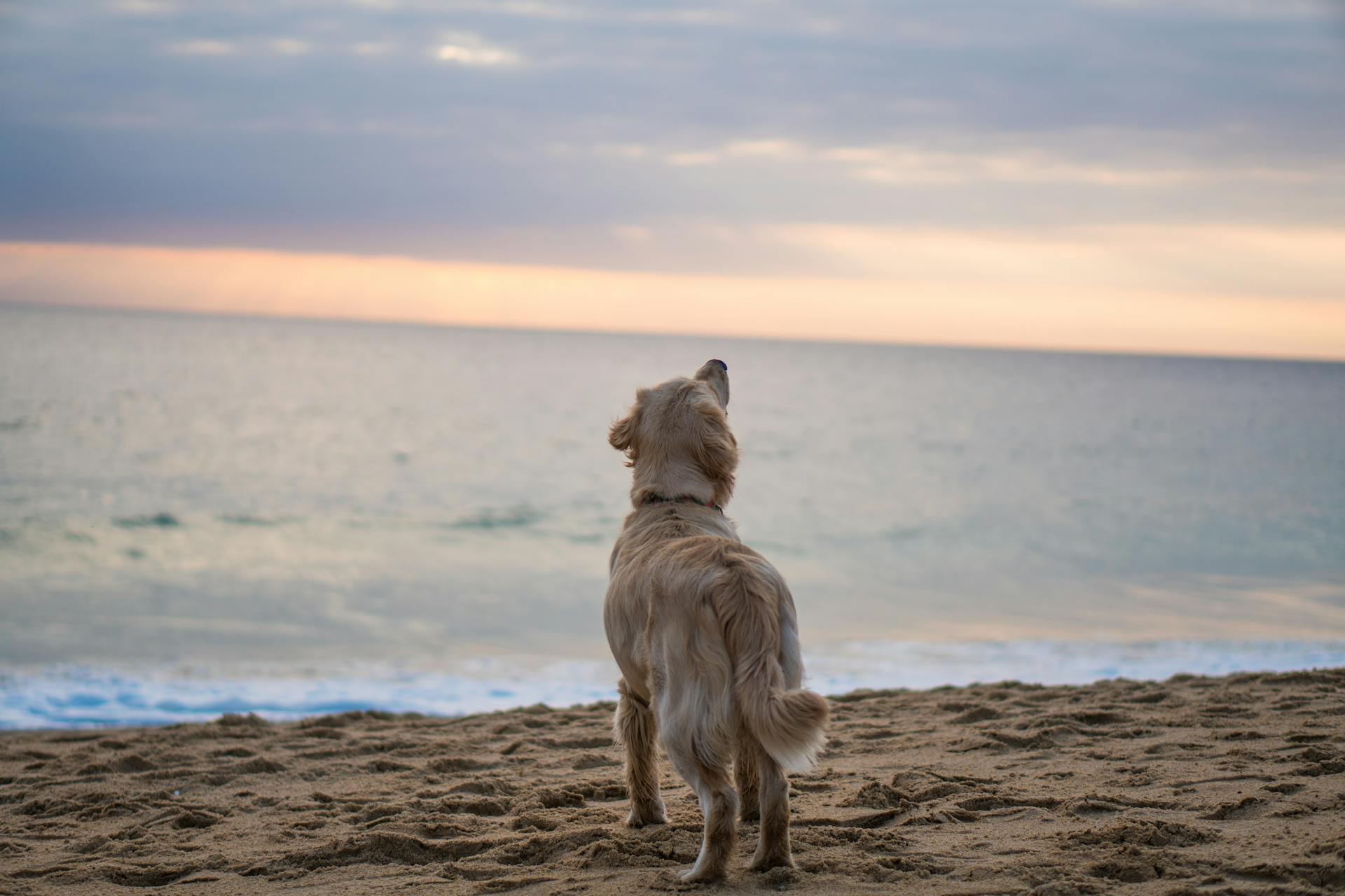 Un perro en la playa | Fuente: Pexels