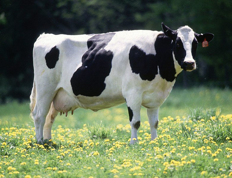 Una vaca blanca y negra pasta en el campo. | Foto: Wikipedia