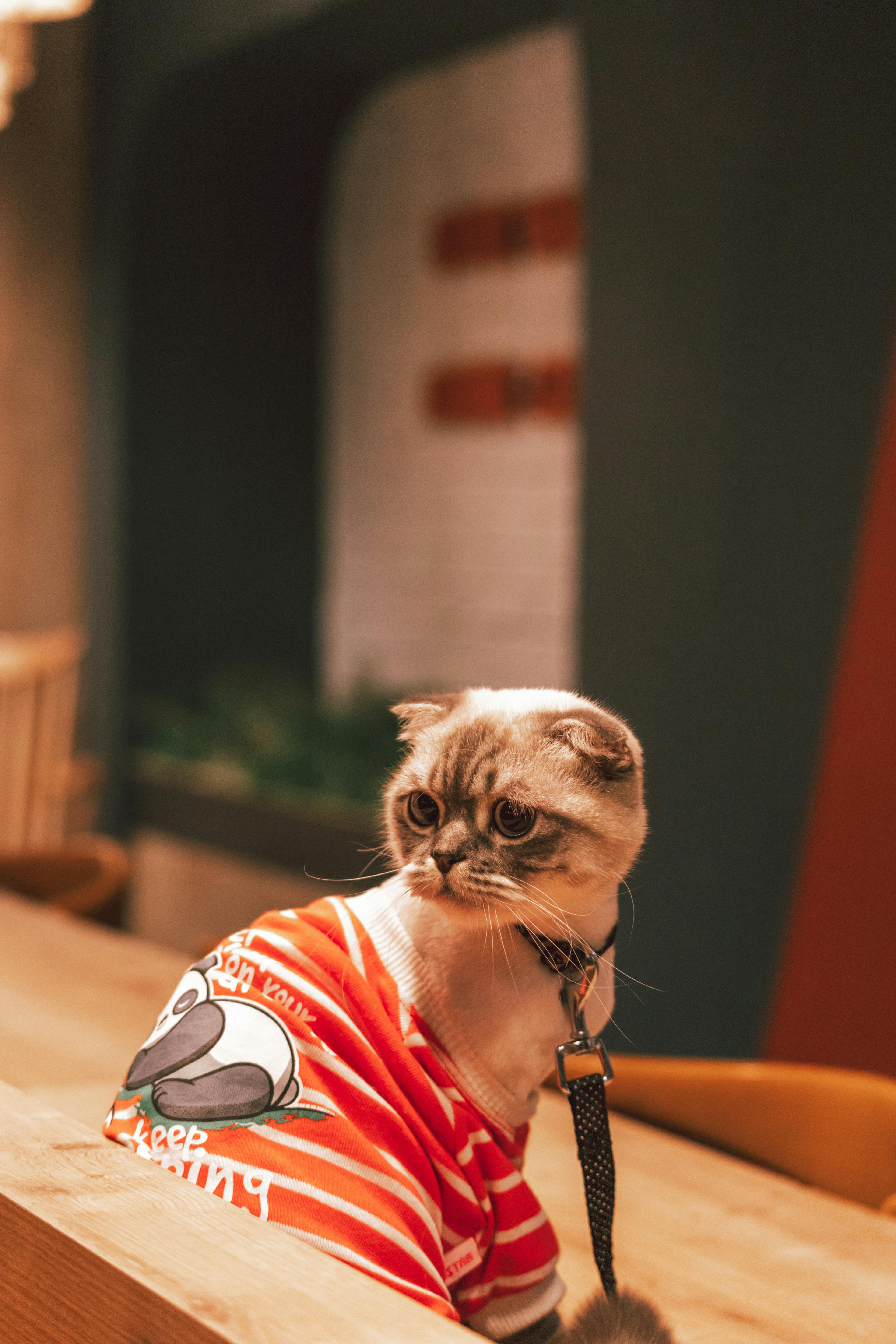 Un gato con un jersey | Fuente: Pexels