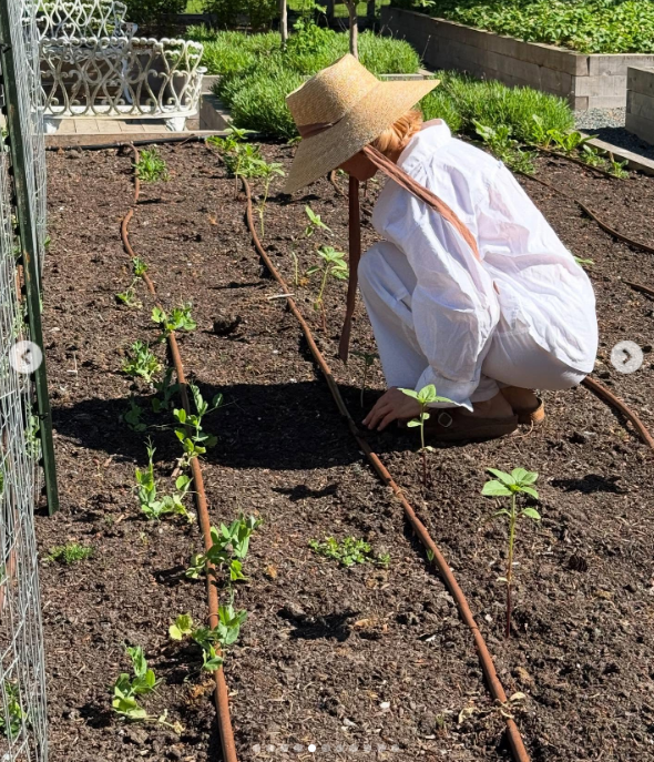 Pamela Anderson cuida de unos brotes verdes en un parterre de Arcady, vestida con un conjunto de algodón totalmente blanco, zuecos marrones y un sombrero de paja de ala ancha atado bajo la barbilla. Inmersa en el cuidado diario de sus plantas en crecimiento junto a unas ordenadas líneas de riego por goteo, expresó su pasión con este comentario: "Pienso en la vida como un jardín… Puedes replantar, empezar de nuevo y hacerla tuya. 🤍 Con cariño, P". | Fuente: Instagram/pamelaanderson