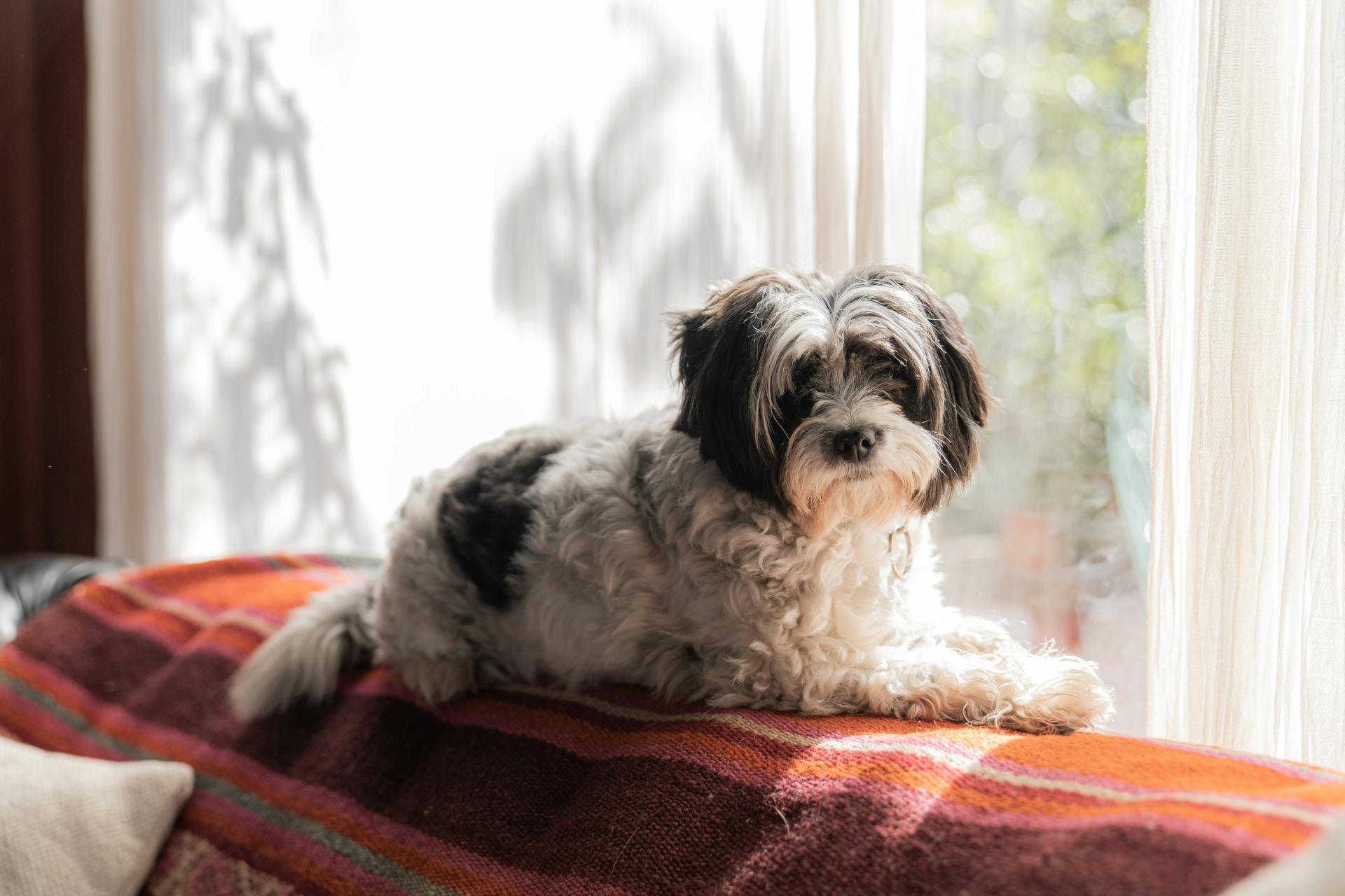 Un perro tumbado en un lugar soleado | Fuente: Pexels