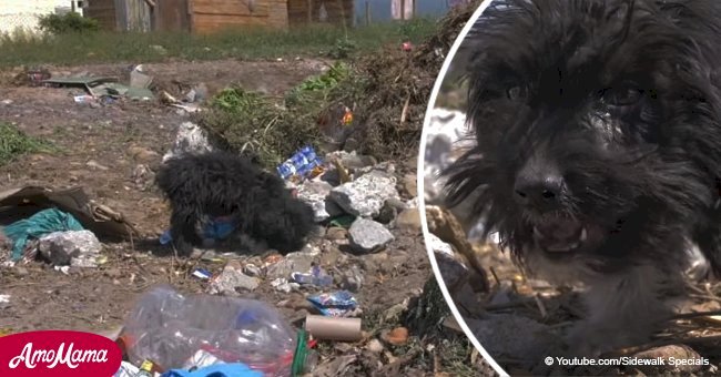 Dramático video muestra a cachorro abandonado en un basurero, tratando de encontrar comida