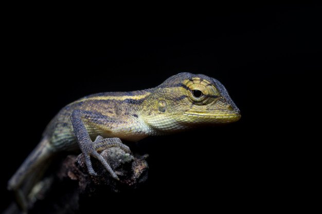 Lagarto. |Imagen: Freepik