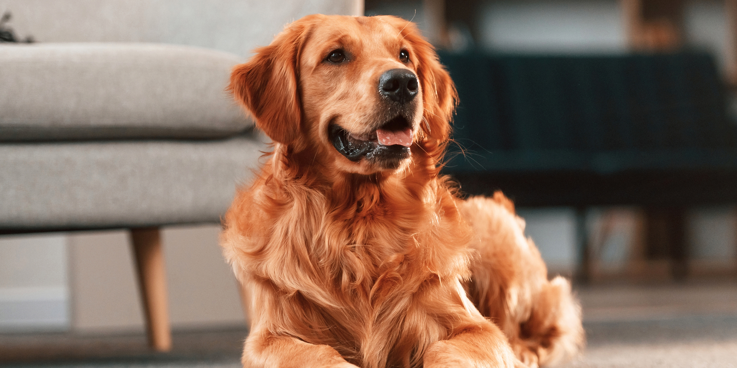 Un perro en una habitación | Fuente: Shutterstock