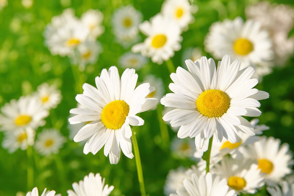 Flor de margarita en el prado verde. | Fuente: Shutterstock